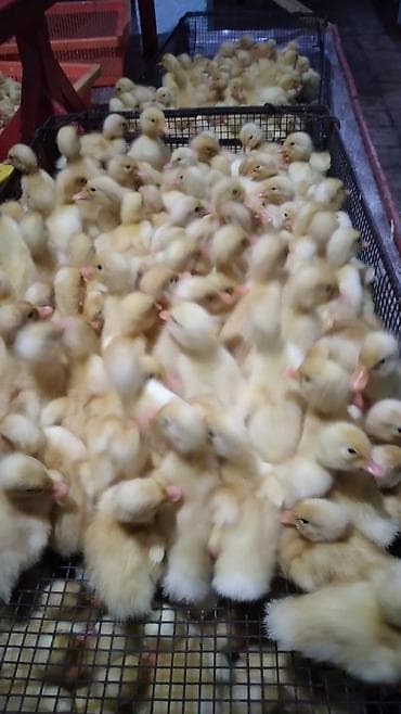 Yemlər: Dişi, | Kuban, Damazlıq, Ödənişli çatdırılma — 3