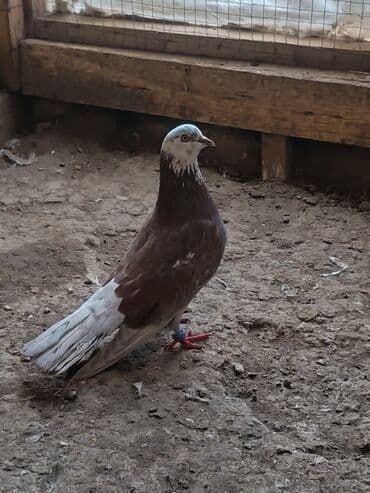 Gəmiricilər: 2 si də erkək di çep tutulmadı morun 4+ uçuşu var — 2