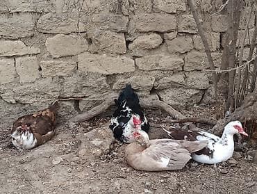 Бараны, овцы: Misk ördəkləri satılır – bir qrup müxtəlif rəngli fərd. 2 manatdan — 2