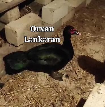 şirin it sekilleri: Salam, Təmiz Cins Amerikan sortu lal ördək balalarının və yumurta — 5