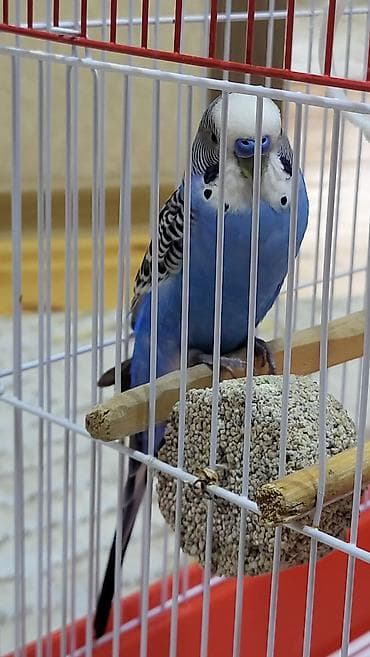 quş ucun qəfəs: Dalğalı tutuquşu və qəfəs dəsti satılır — 3