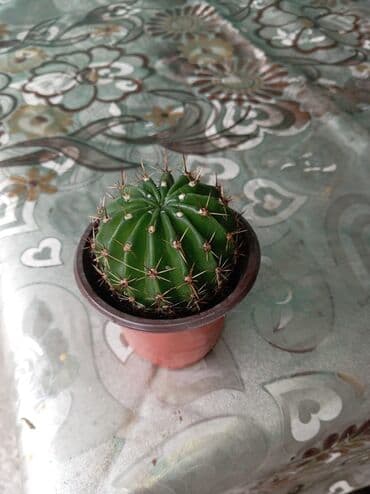 pendir qiymeti: Mini qablarda dekorativ kaktuslar - Növ: kürəşəkilli mini kaktus — 3