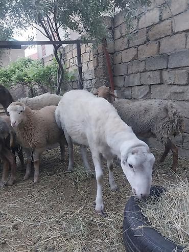 en iri it cinsi: Ana bala qoyun quzu satılır — 3