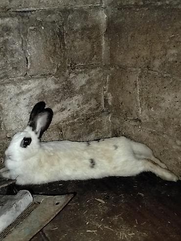 satilik simental inek: Ağ-qara naxışlı dovşan - Rəng: ağ tüklər üzərində qara ləkələr — 1