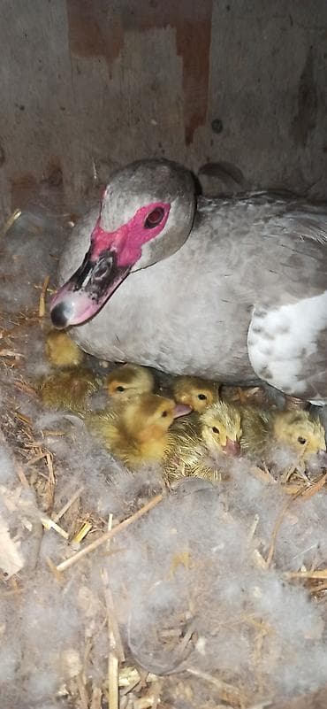 pişik sortu: Dişi, | Lal ördək, Ətlik — 2