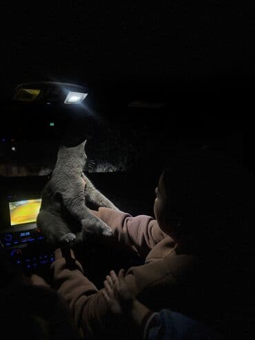 переноска для кошек баку: Kokoş satılır. 8 ayliqdi şotland paroda. 100 manata — 2