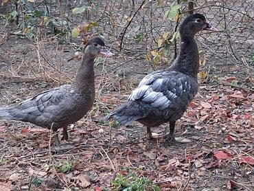 Macar sortu bir cüt ördək. Qiymət cütünə aiddir. Həyətyanı