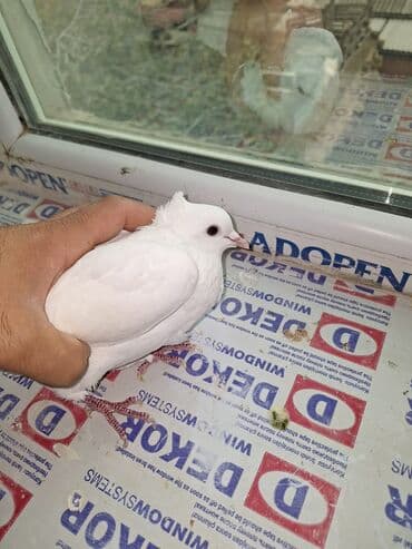 qus bazari bakida: Ağ rəngli bəzək güvənləri (cüt) - Növ: ev güvəni, ağ rəngdə - — 2