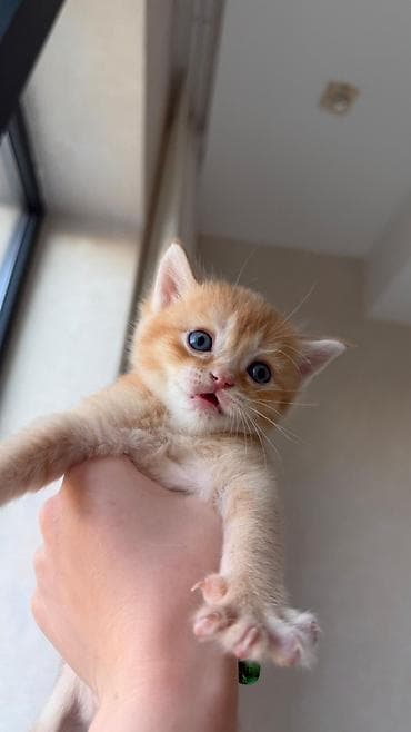 pișik: Britan — 8