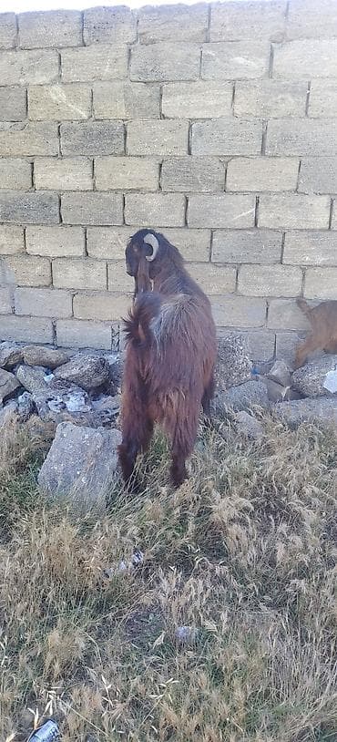 Erkey teke damazlıq üçün du heleb təmiz