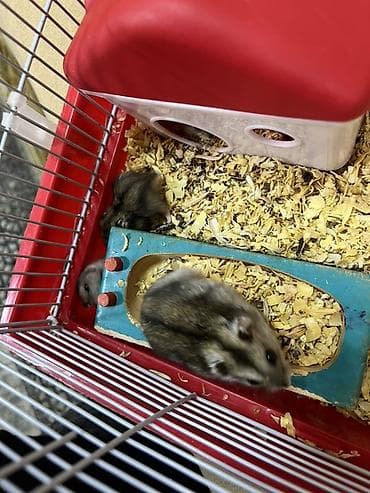 balaca itder: Cırtdan xomyaklar (Dzungarian/campbell tipli) – evdə baxım üçün — 4