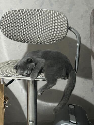 Şotland yastı qulaq, Dişi