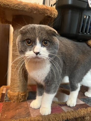 pişik sortları: Şotland yastı qulaq, Erkək, Cütləşmə üçün, Ünvandan götürmə, Ödənişli çatdırılma — 3