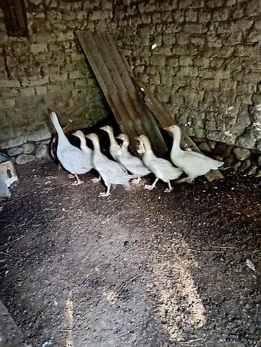 at şekileri: Salam, kimdə yumurta varsa yariligina inqubatora qoyaq bilerem. kim — 4