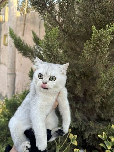 русская голубая кошка баку: Британская — 4