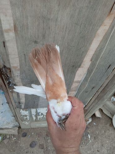 Məhsul: Ev göyərçini (dekorativ Təsvir: - Rəng: Ağ əsas rəng, quyruq lalafo.az -da Məhsul: Ev göyərçini (dekorativ Təsvir: - Rəng: Ağ əsas rəng, quyruq