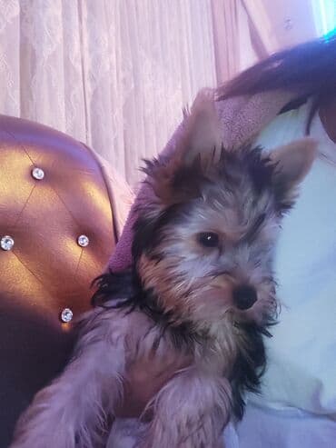 itlerin telimi: Yorkşir teryer, 3 ay, Erkek, Peyvəndli — 1