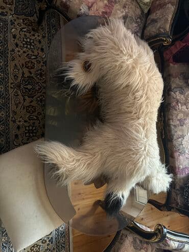 говорящие мягкие игрушки: Tüklu oyuncaq it dekor ucun hediye veribler 1 metre boyu bejevi qara — 4