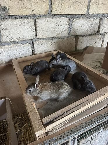 pulsuz heyvanlar verilir: İki ana dovşan balalarıyla birlikdə satılır balaların gözü yeni açılıb — 3