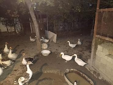 ördək qaz: Salam,yerli qaz və pekin ördək təsərrüfatı satılır.Ördəklər — 3
