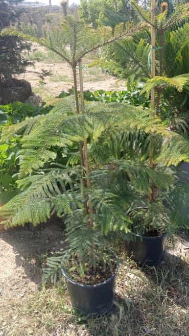 sarmaşıq qızılgul satışı: Dekarativ bitgilerin satisi — 2