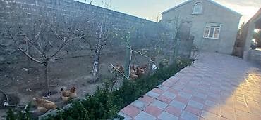 goycay evler: Digah, 20 kv. m, 15 otaq, Hovuzsuz — 7