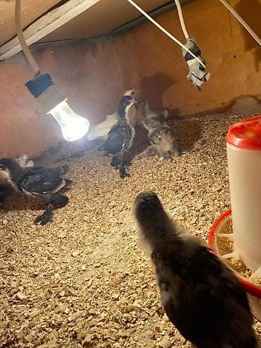 gence toyuq cuce: Toyuq cücələri, Damazlıq — 4