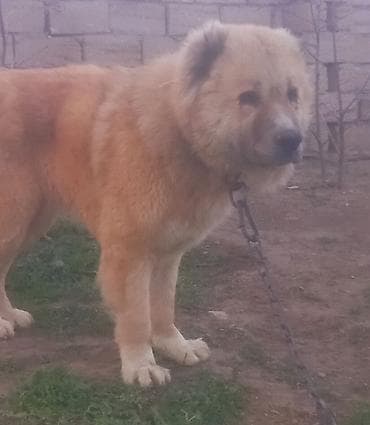 ev heyvanları: Qafqaz çoban iti — 1