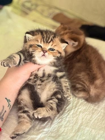 шотландская кошка купить: Шотландская — 1