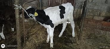 Buzov 1 ayliqdi diwidi — 3