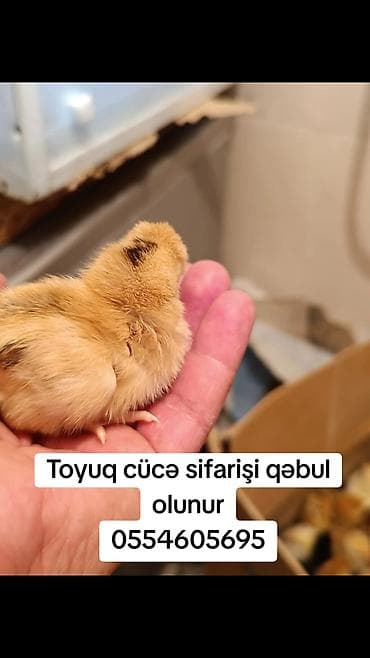 Digər heyvanlar: Toyuq cücələri, Damazlıq — 3