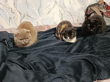 pisiyler: Şotland — 10