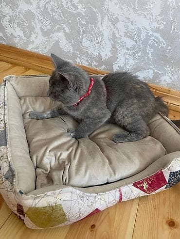 sfinks pişik: Şotland pişiyidir. Xüsusiyyətlər: - Rəng: tüstü-boz, incə naxışlı. - — 2
