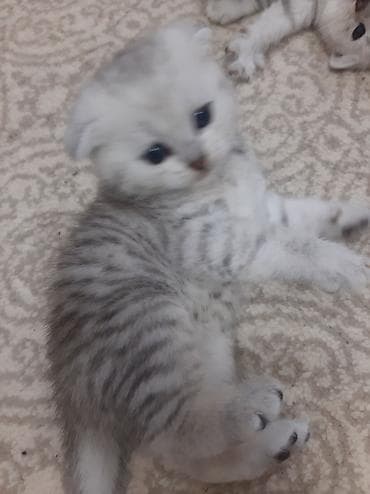 sfinks pişik: Şotland yastı qulaq, Yaxşı əllərə — 6