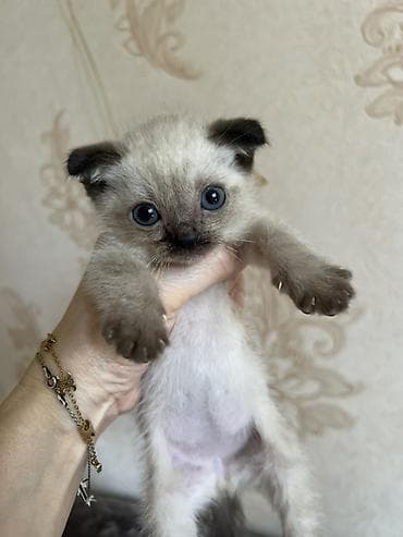 canlı yem: Siam — 1