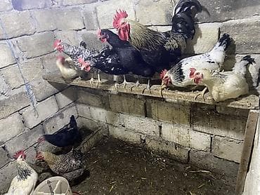 brama xoruz: Toyuq, Damazlıq — 1