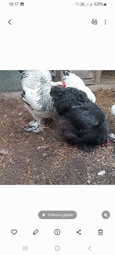 Gəmiricilər: Toyuq, Brama, Damazlıq — 7