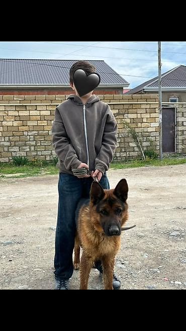 i̇tlər doberman: Alman çoban iti, 2 il, Erkek, Peyvəndli, Ünvandan götürmə — 4