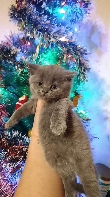 pisik sekilleri: Britan — 4