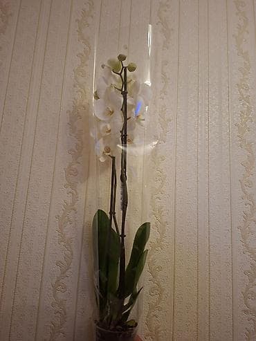 Ağ çiçəkli orkide (Phalaenopsis) – saksıda, şəffaf örtükdə.qiymet