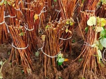 саженцы малины зюгана: Moruq tingləri məhsuldar Polka qırmızı və sarı növlər Məhsulun — 2