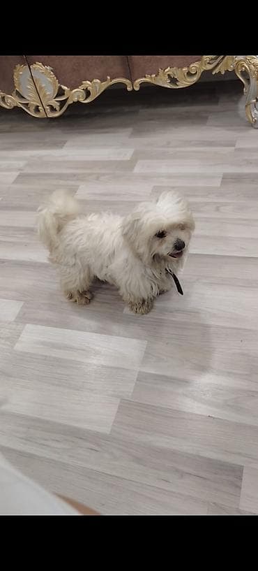 qara afcarka: Malta bolonka, 4 ay, Erkek, Sənədli — 2