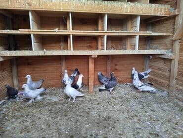 goyercin satisi 2019: Salam gördüyünüz quşlar biri 15 manatdan satılır əbreş də var — 2