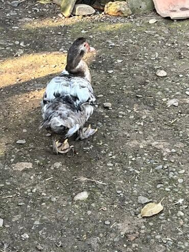 ucuz toyug: Erkək, | Lal ördək, Ətlik, Ödənişli çatdırılma — 1