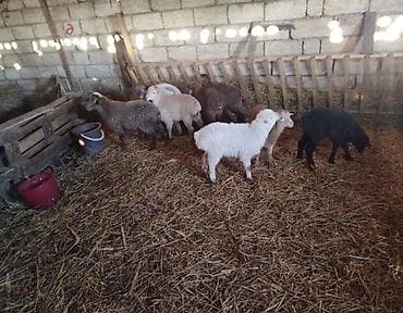 Keçilər, çəpişlər: Qoyun-quzu sürüsü

11 erkək 1 dişi — 1