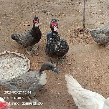 Satılır hamısı çoxu yaxşı sortdu əksəriyyəti yumurtduyur at lalafo.az Satılır hamısı çoxu yaxşı sortdu əksəriyyəti yumurtduyur