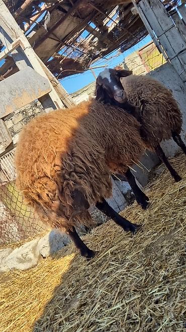mal qoyun: Erkək, il: 1, Damazlıq — 3