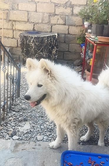 Samoyed, 8 ay, Erkek lalafo.az -da Samoyed, 8 ay, Erkek