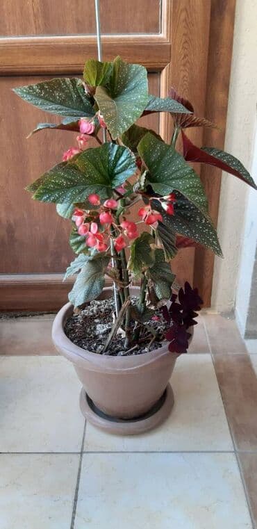 güləmin qiyməti: İstənilən evin interyerinə yaraşar. Hündürlükləri 80 sm-dir. Qiymət — 4