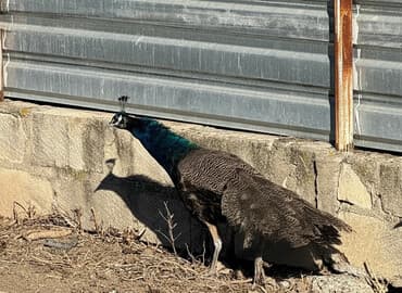alabaxta quşu: 2 illik xoruz tovuz qusu vaksinlənib tam saglam öz qapımızda — 1